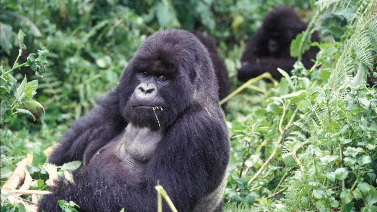 Gorila-das-montanhas macho (dorso-prateado) sentado na vegetação