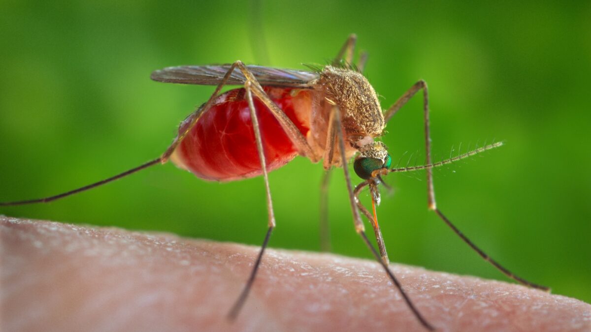 Mosquito Culex quinquefasciatus picando a pele humana, um dos transmissores da filariose linfática
