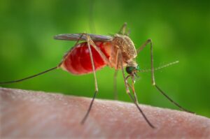 Mosquito Culex quinquefasciatus picando a pele humana, um dos transmissores da filariose linfática