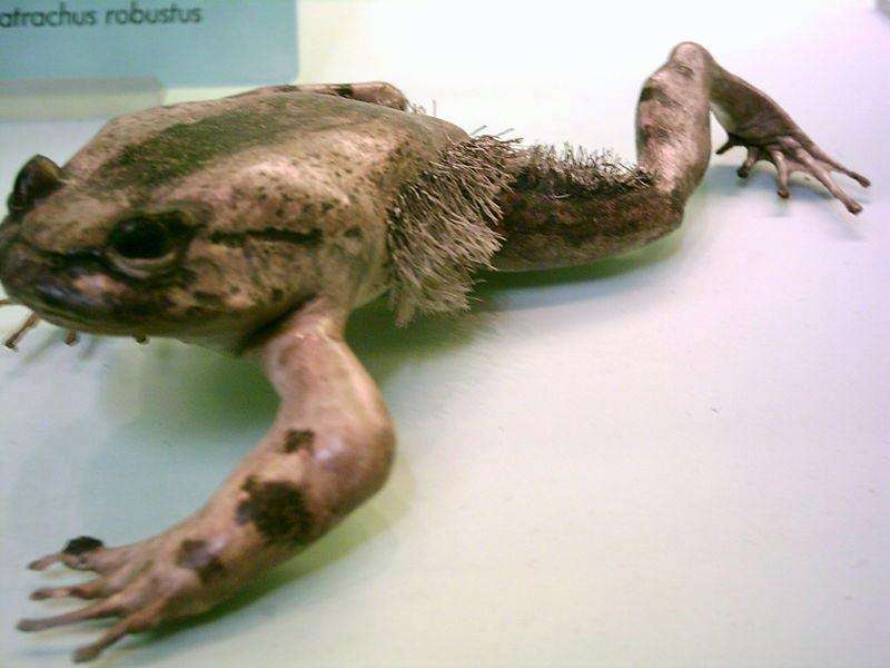 sapo 2