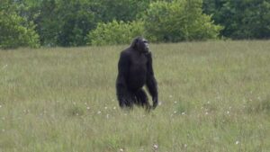 chimpanze e gorilas