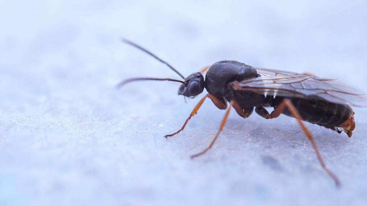 Vespas Parasitas