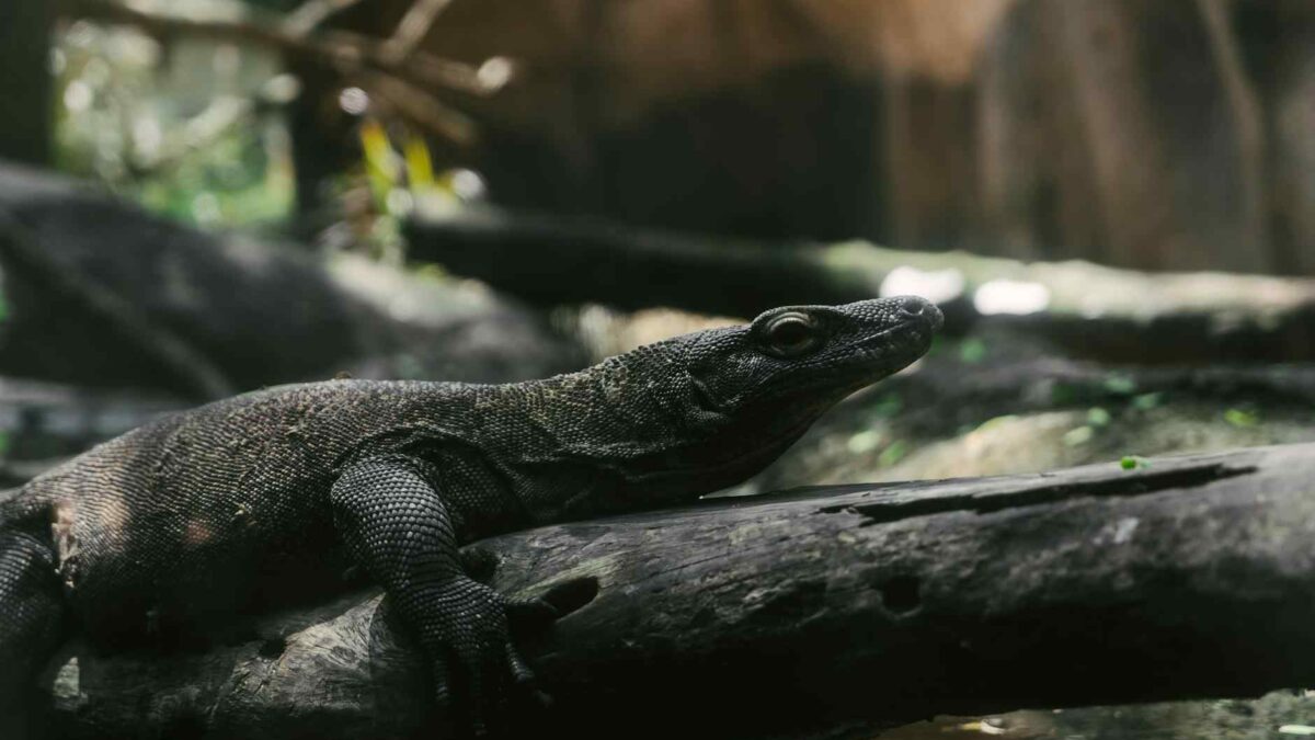 David Attenborough aos 100 anos, naturalista britânico celebrado por documentários sobre a natureza