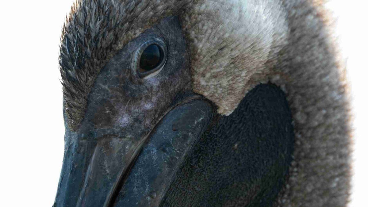 Close-up do olho de um pássaro mostrando a estrutura brilhante da íris