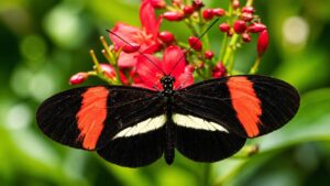 Borboleta Heliconius hecale, espécie-chave do estudo sobre longevidade e envelhecimento lento em borboletas tropicais.
