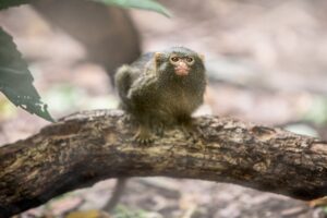 Estudo detecta vírus da Hepatite B humana em primatas selvagens da Amazônia, alertando para riscos de transmissão reversa.