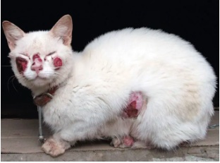 Gato branco com lesões ulceradas na face e no corpo causadas pela esporotricose felina (Sporothrix brasiliensis)