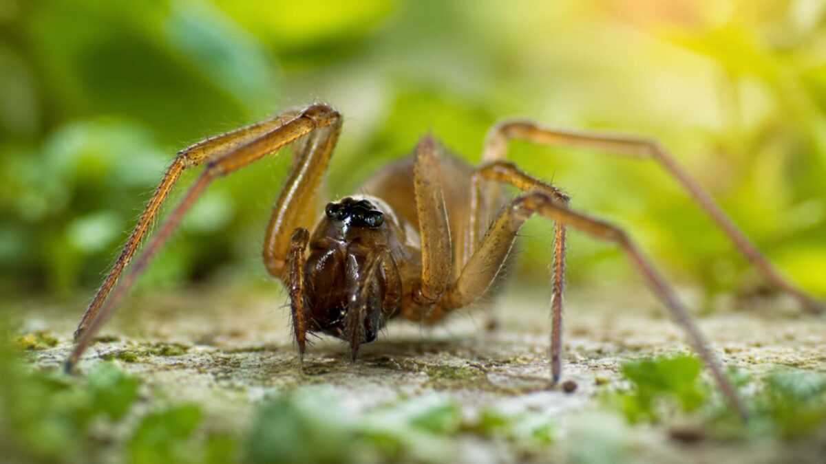 Aranha Mermessus fradeorum infectada por Wolbachia, bactéria que induz feminização, sob efeito de calor.