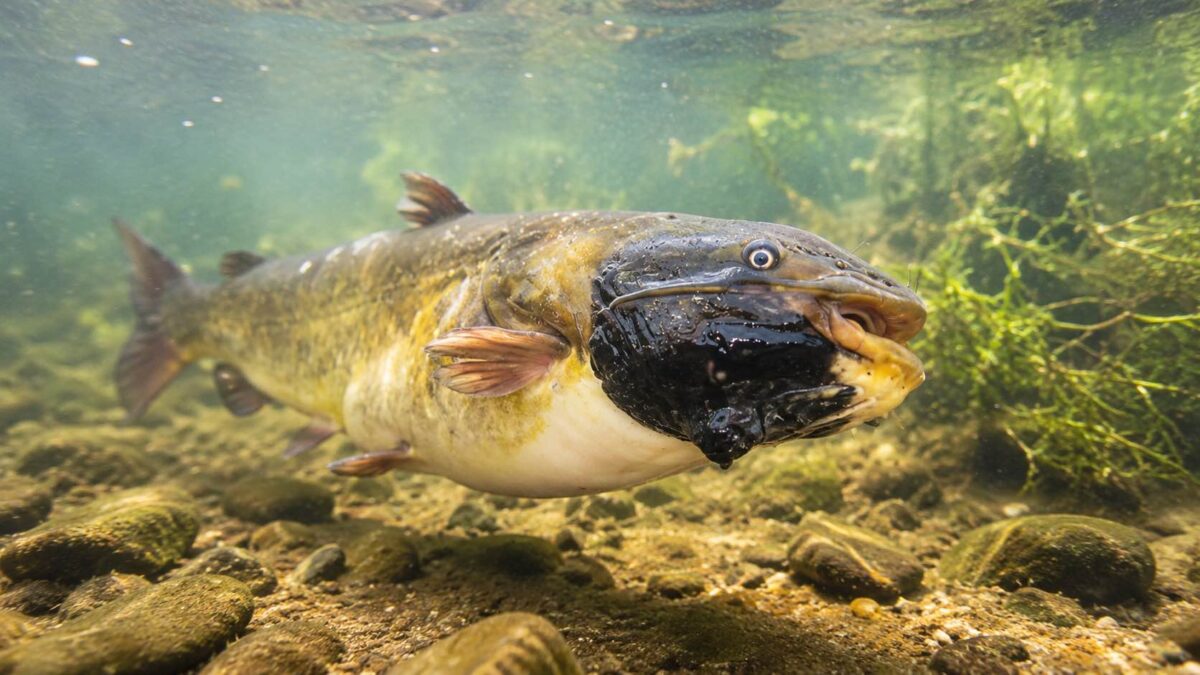 Peixe bagre-pardo com lesões escuras de melanoma no Lago Memphremagog, nos EUA, onde foi descoberto o primeiro câncer transmissível em peixes.
