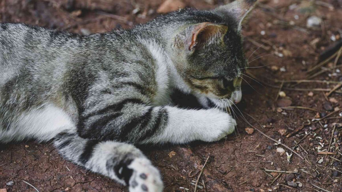 Lesão de pele em gato causada pelo fungo Sporothrix brasiliensis, agente da esporotricose felina que se espalha para novos continentes e preocupa autoridades de saúde.