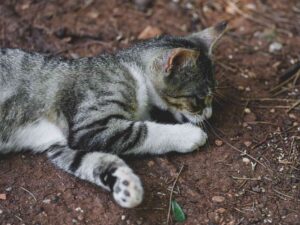 Lesão de pele em gato causada pelo fungo Sporothrix brasiliensis, agente da esporotricose felina que se espalha para novos continentes e preocupa autoridades de saúde.