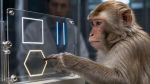 Macaco realizando teste de correspondência de formas geométricas em tela sensível ao toque, demonstrando intuição geométrica similar à humana.