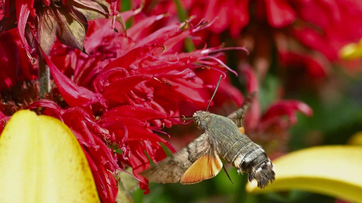 Sensilas olfativas na borda da asa de uma mariposa-do-tabaco, que permitem sentir cheiro pelas asas.