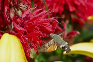Sensilas olfativas na borda da asa de uma mariposa-do-tabaco, que permitem sentir cheiro pelas asas.