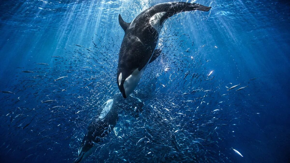Orca arremessando-se contra peixe-lua no Golfo da Califórnia em registro inédito de comportamento.