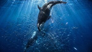 Orca arremessando-se contra peixe-lua no Golfo da Califórnia em registro inédito de comportamento.
