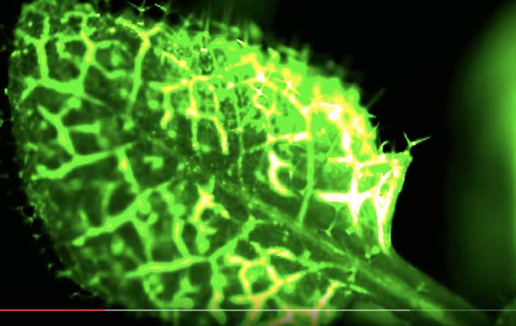 Folha de Arabidopsis sob microscopia de fluorescência, com a onda de cálcio brilhando em verde e amarelo a partir da borda ferida.