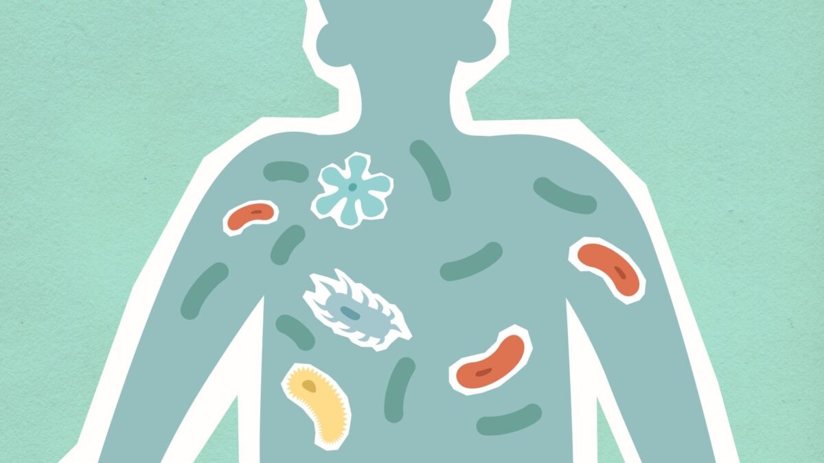 Bactéria intestinal e Alzheimer: ilustração da conexão entre micróbios do intestino e o cérebro