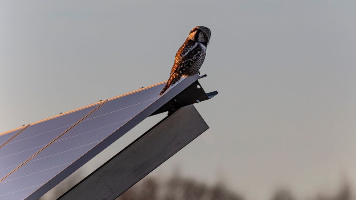 Paisagem com painéis solares mostra como a energia solar reduz biodiversidade de aves ao converter terras agrícolas