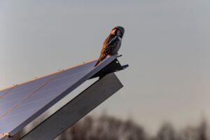 Paisagem com painéis solares mostra como a energia solar reduz biodiversidade de aves ao converter terras agrícolas