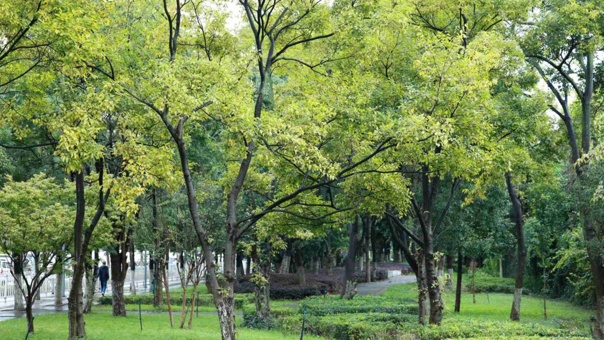 Trilha em floresta urbana com árvores e luz natural, tema do estudo sobre florestas urbanas e saúde mental