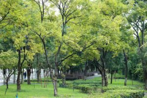 Trilha em floresta urbana com árvores e luz natural, tema do estudo sobre florestas urbanas e saúde mental