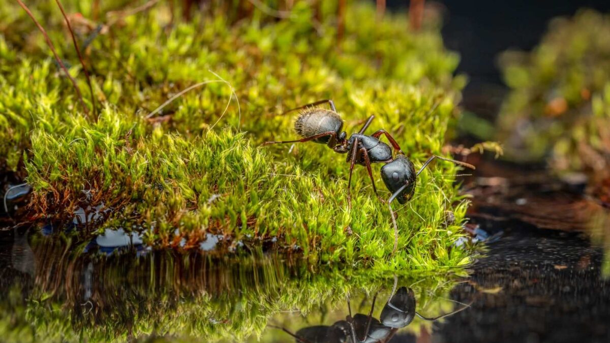 Fungo zumbi Ophiocordyceps emergindo de uma formiga sobre musgo na Amazônia
