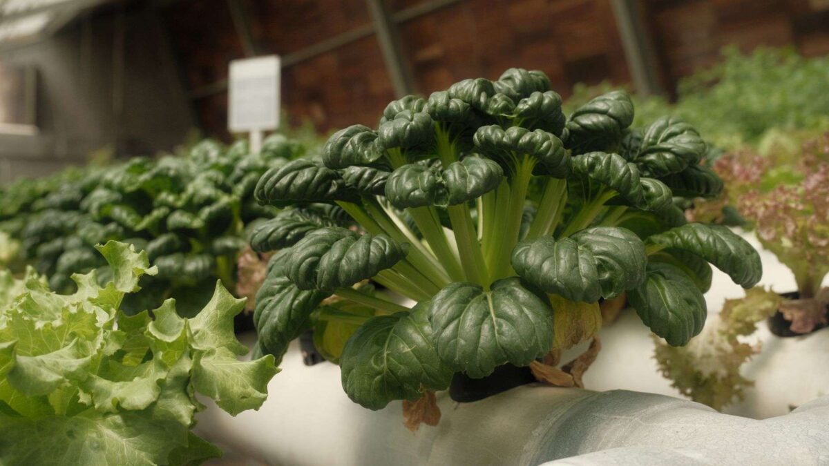 Folha de alface em laboratório produzindo mioglobina para carne vegetal