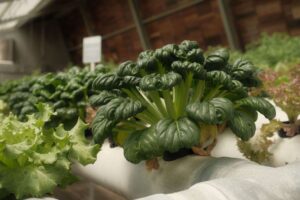 Folha de alface em laboratório produzindo mioglobina para carne vegetal