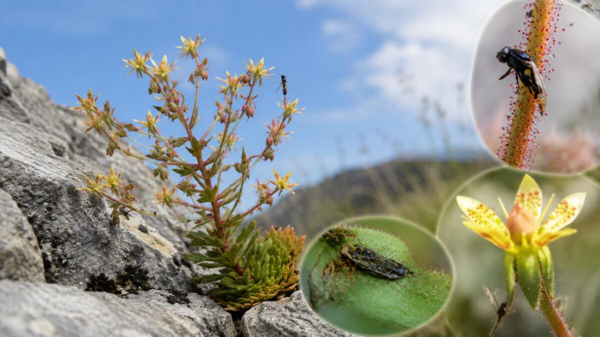 Saxifraga carnívora com pelos glandulares capturando insetos na natureza