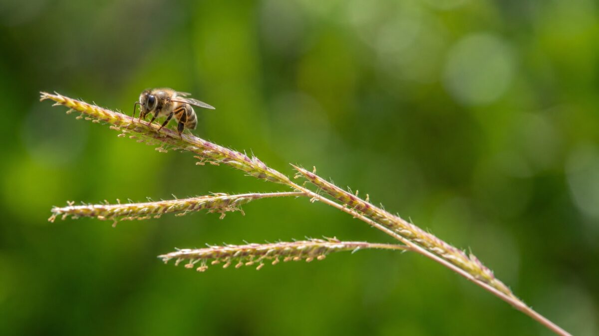 Abelha pousada em flor de grama centipede coletando pólen para alimentar a colônia