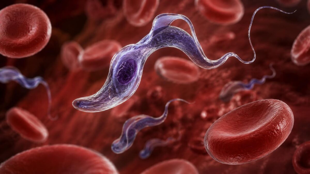 Trypanosoma cruzi em microscopia, parasita causador da doença de Chagas e seu tRNA modificado.