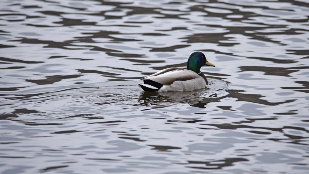 Pato macho (marreco-selvagem, Anas platyrhynchos) nadando em lago