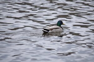 Pato macho (marreco-selvagem, Anas platyrhynchos) nadando em lago