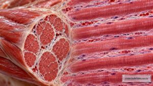 Células musculares vistas ao microscópio em estudo sobre tadalafil e músculos