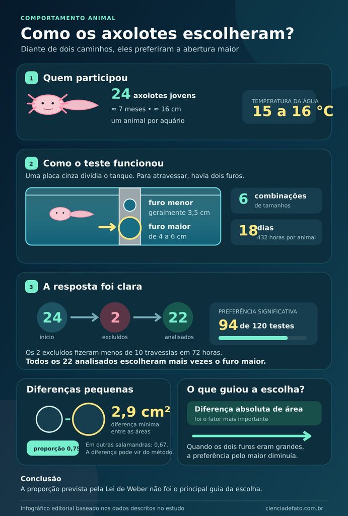 Infográfico detalhando a metodologia do estudo.