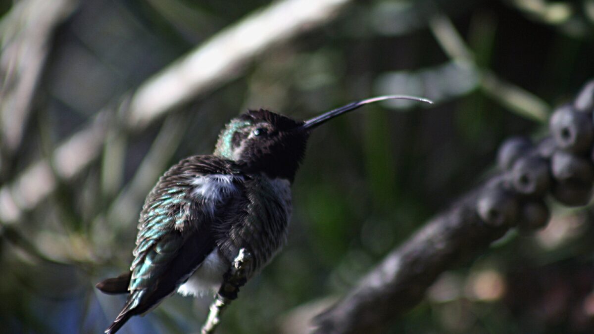 Macho de beija-flor-de-anna pousado num galho, com a língua fina e longa estendida para fora do bico