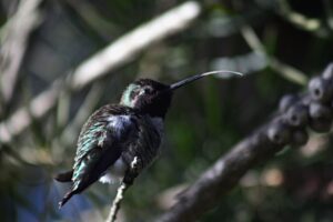 Macho de beija-flor-de-anna pousado num galho, com a língua fina e longa estendida para fora do bico