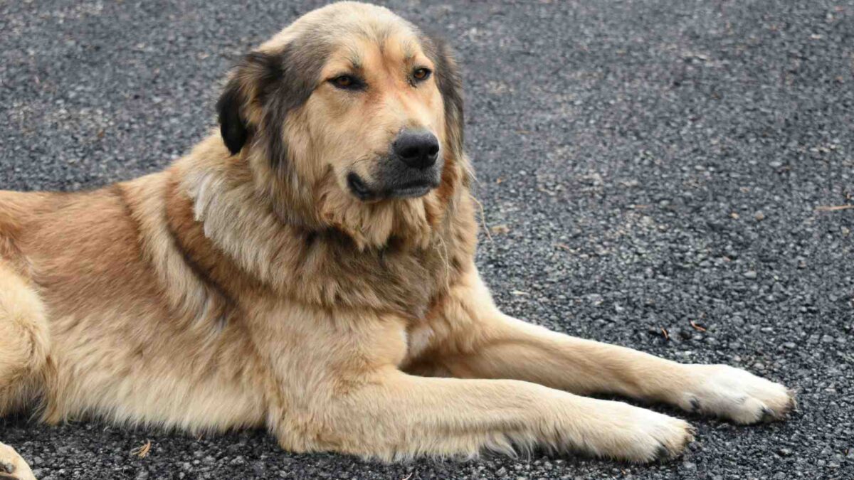 Cão de porte grande ilustra estudo que explica por que cães grandes vivem menos e envelhecem mais rápido