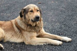 Cão de porte grande ilustra estudo que explica por que cães grandes vivem menos e envelhecem mais rápido