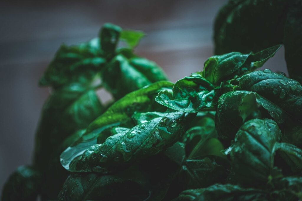 Folhas verdes ricas em oxalato, composto ligado à inflamação intestinal em pacientes com doença de Crohn