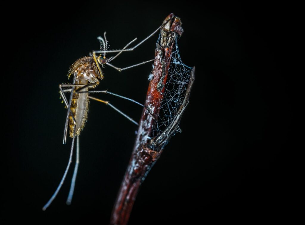 Mosquito Culicoides, inseto que transmite o vírus Shamonda entre animais e foi ligado ao primeiro caso humano