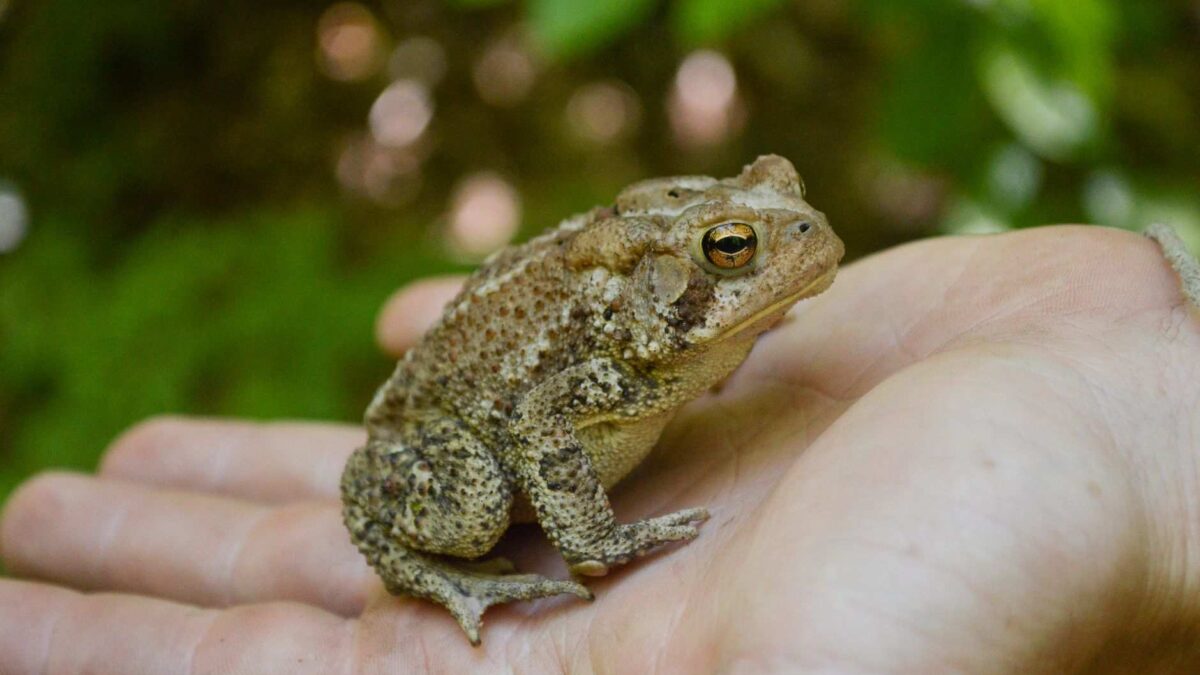 Sapo americano visto de perto, descansando sobre a palma da mão humana em ambiente natural.