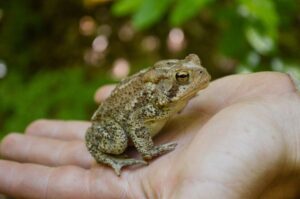 Sapo americano visto de perto, descansando sobre a palma da mão humana em ambiente natural.